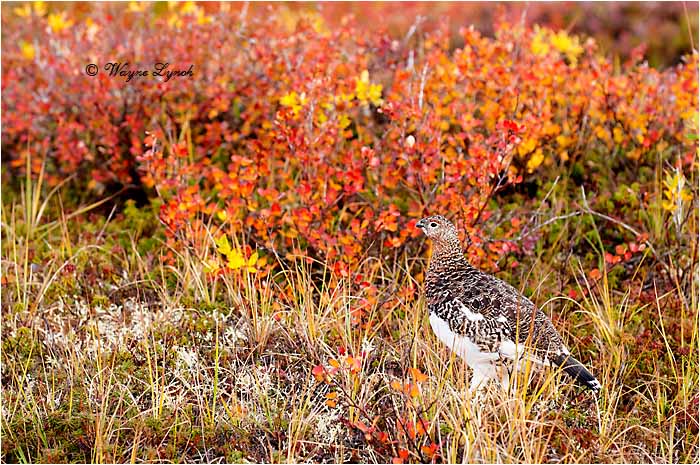 Willow Ptarmigan  by Dr. Wayne Lynch &copy;